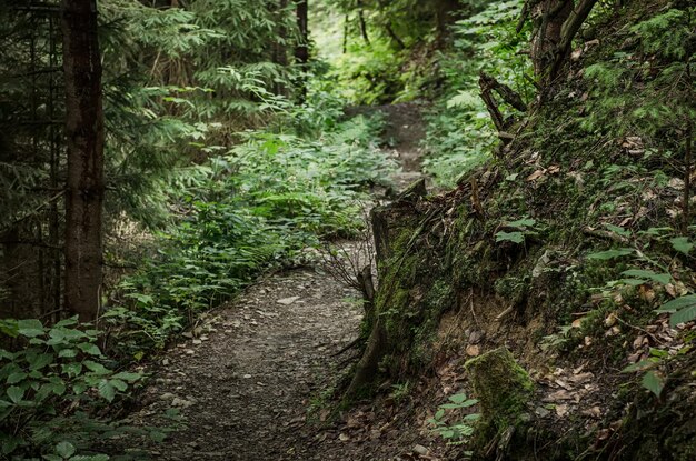 Forêt verte d'été