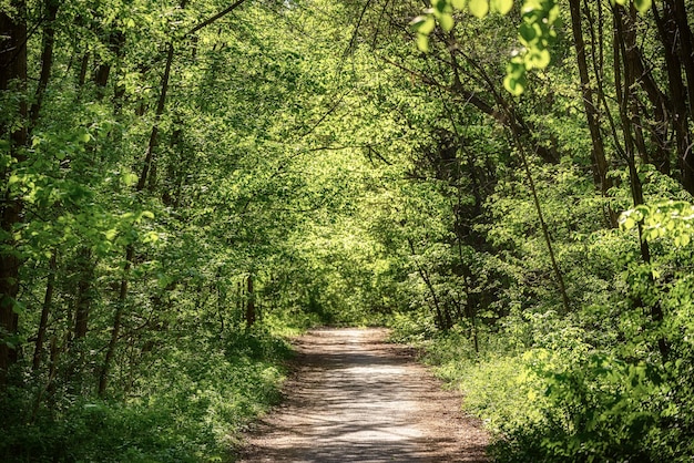 Forêt verte d'été