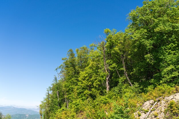 Forêt verte à flanc de montagne