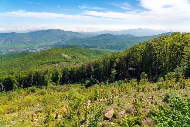 Forêt verte à flanc de montagne