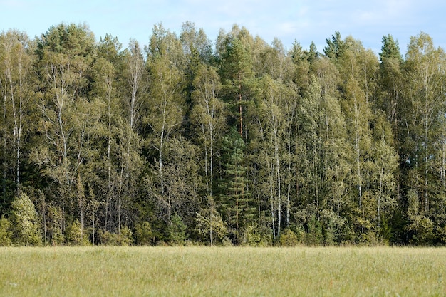 Forêt verte avec de l'herbe sur le pré. Paysage de bois d'été, bétail de pâturage