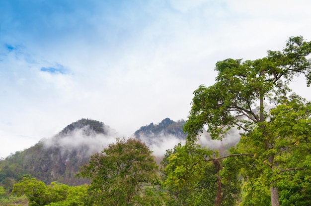 Forêt verte de montagne dans la brume du nord de la Thaïlande Vue imprenable sur les forêts