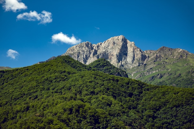 Forêt verte en montagne sous le ciel bleu