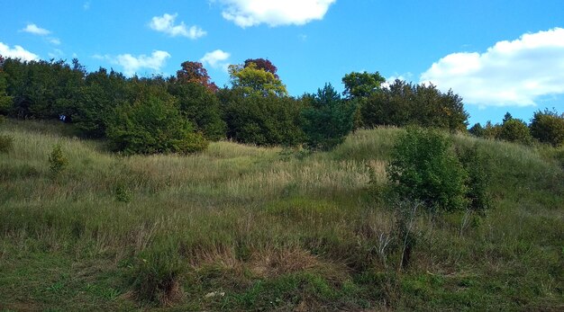 Photo la forêt verte sur les montagnes