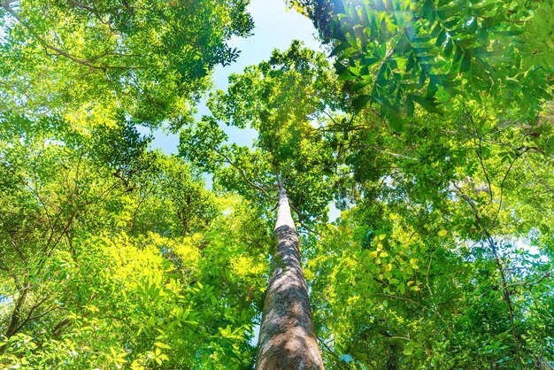 Forêt verte nature avec de grands arbres