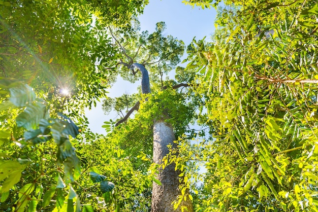 Forêt verte nature avec de grands arbres