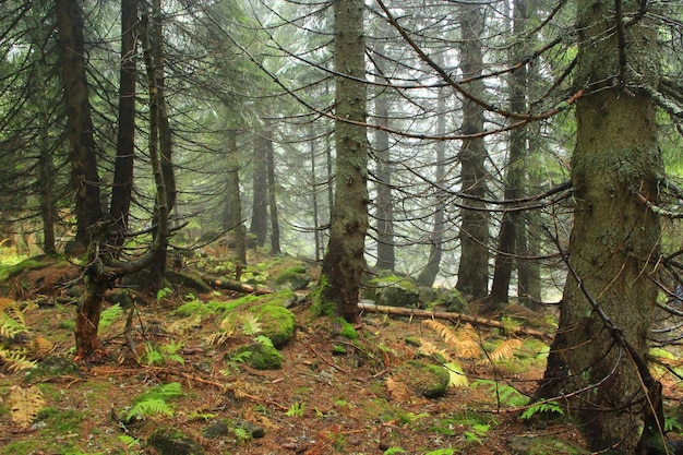 Forêt verte sauvage avec de vieux épicéas dans la taïga Forêt dense Bois de conifères à la fin de l'automne Paysage naturel