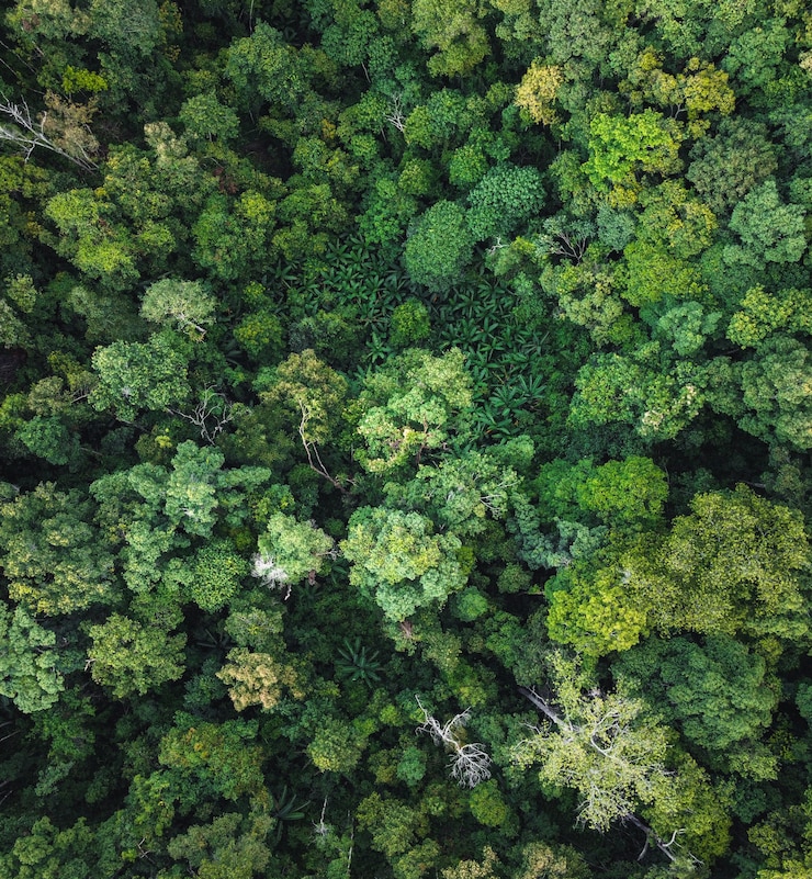 Photo forêt verte sous les tropiques d'en haut et la route dans la forêt