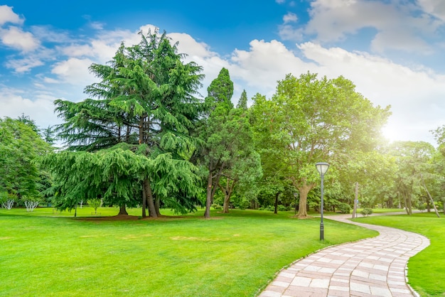 Forêt verte verte dans le parc