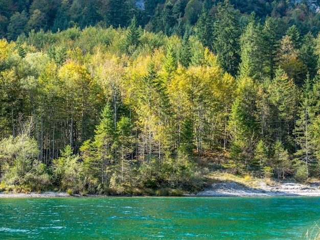 Forêt verte et vue dégagée sur le lac