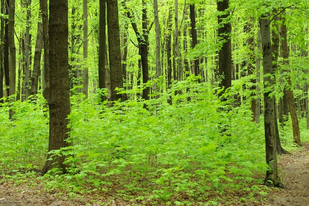 forêt verte