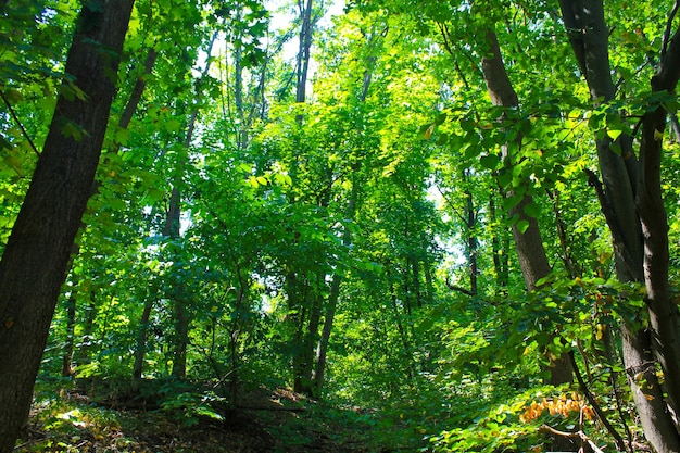 Forêt verte