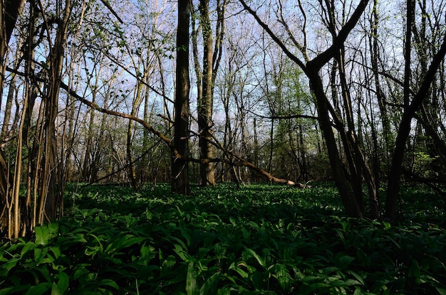 Forêt verte