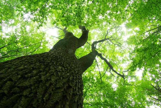 forêt verte