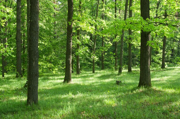 Forêt verte