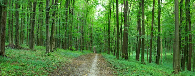 forêt verte