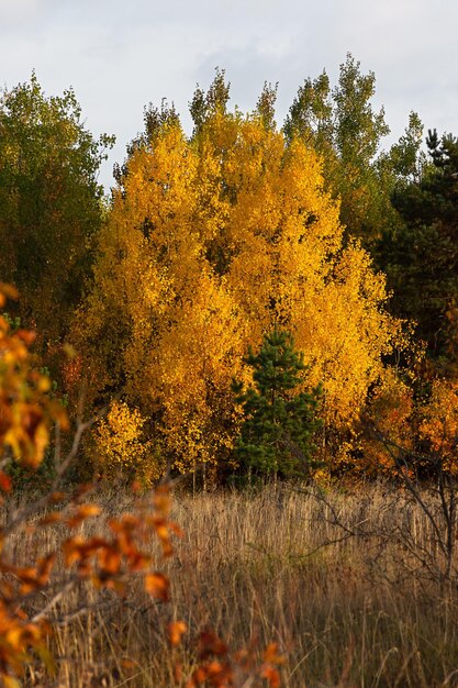 Forêt verticale mixte d'automne