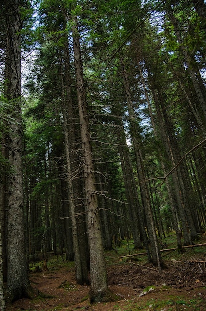 Forêt vierge dense de pins belle nature du Monténégro