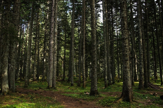 Forêt vierge dense de pins belle nature du Monténégro