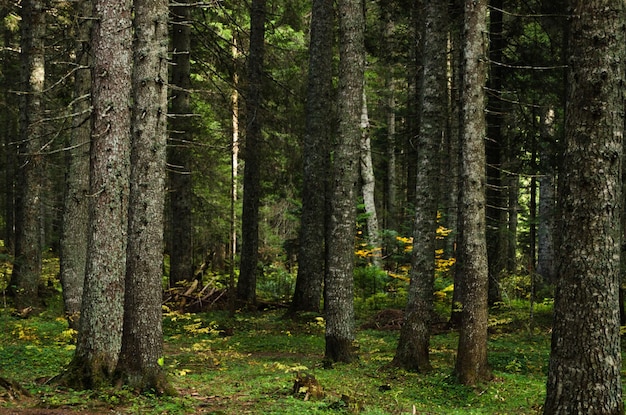 Forêt vierge dense de pins belle nature du Monténégro