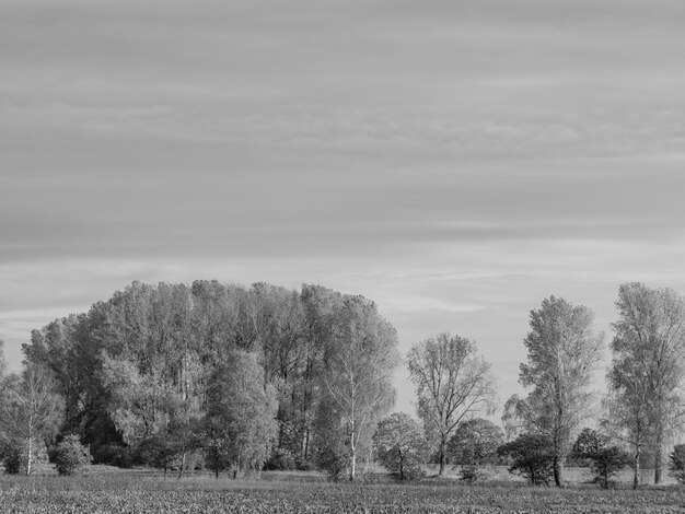 forêt en Westphalie