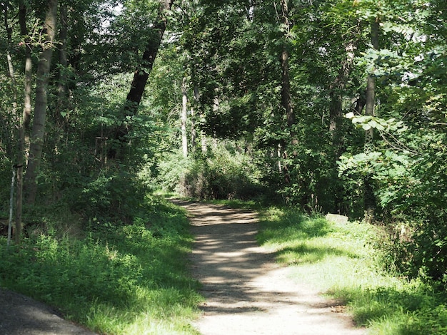 Forêt de Wilson à Brno