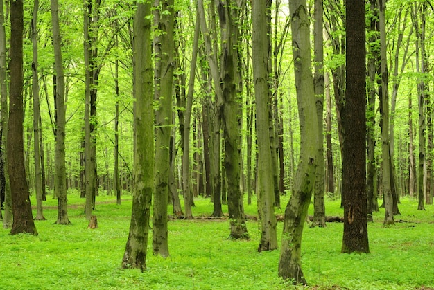 La forêt