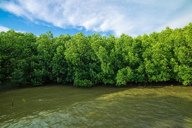 Forêts et côtes de palétuvier, forêt rouge de palétuvier et eaux peu profondes dans une île tropicale, Mangrov