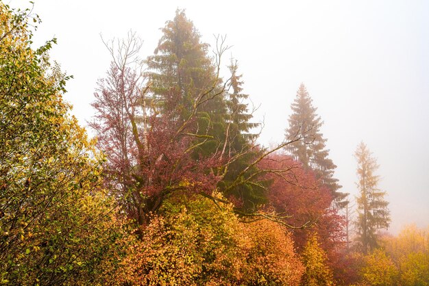 Forêts denses colorées dans les montagnes vertes et chaudes des Carpates recouvertes d'un épais brouillard gris