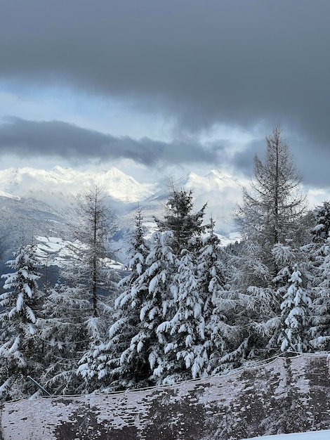 forêts enneigées