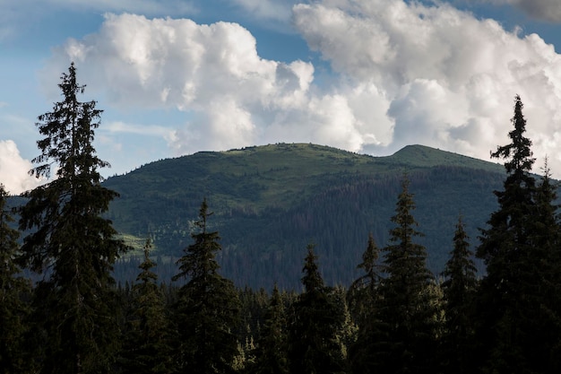 Forêts d'épicéas dans le massif des Carpates Svydovets