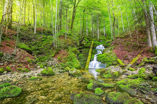 Forêts étonnantes automne montagnes des Alpes. Beau débit d'eau ensoleillé paysage naturel coloré