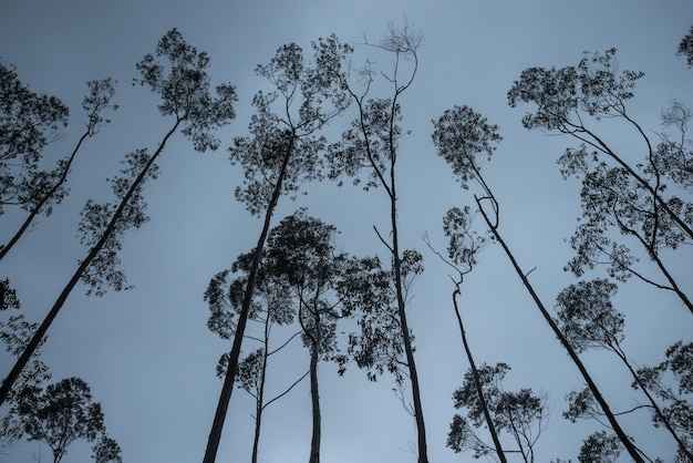 Forêts d'eucalyptus