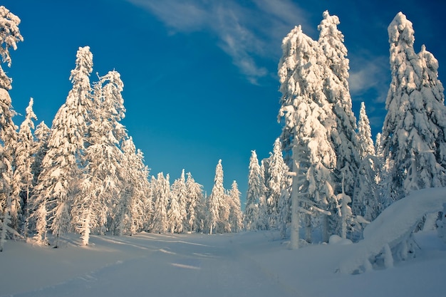 Forêts d'hiver