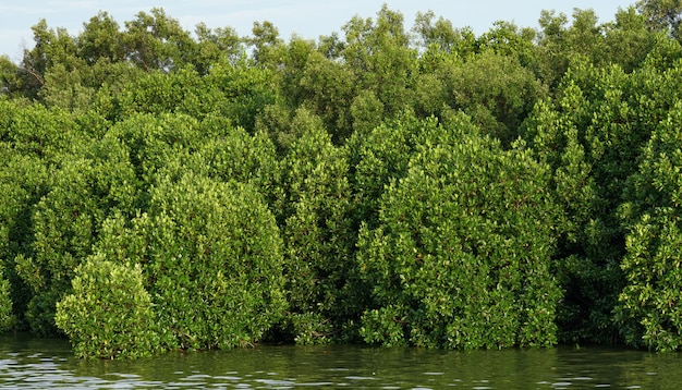 Forêts de mangroves abondantes