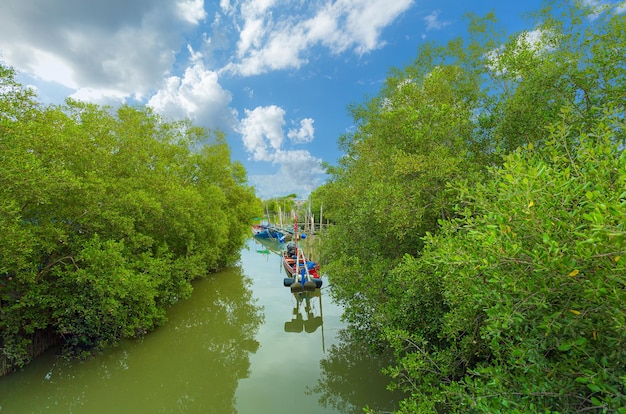 Forêts de mangroves et petits bateaux de pêcheBateau de pêche ancré dans la forêt de mangroves Forêts de mangroves