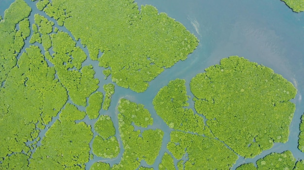 Forêts vertes de mangrove avec rivières et canaux sur l'île tropicale paysage de mangrove de drone aérien