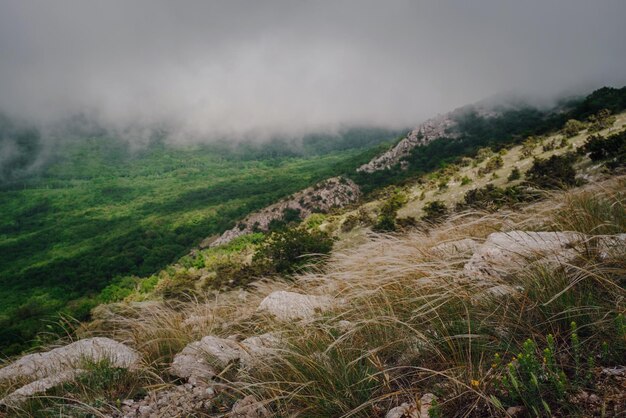 Forger sur les pentes des montagnes d'été