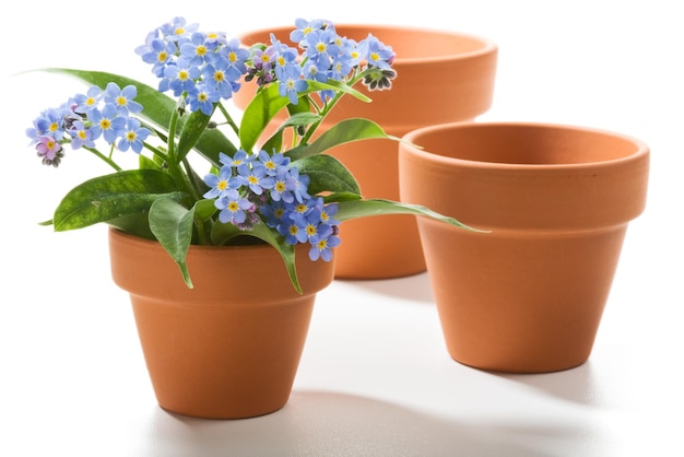 Forget-Me-Not petites belles fleurs en pot de fleurs