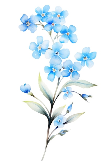 Forgetmenot brindille tons bleus pastel technique aquarelle