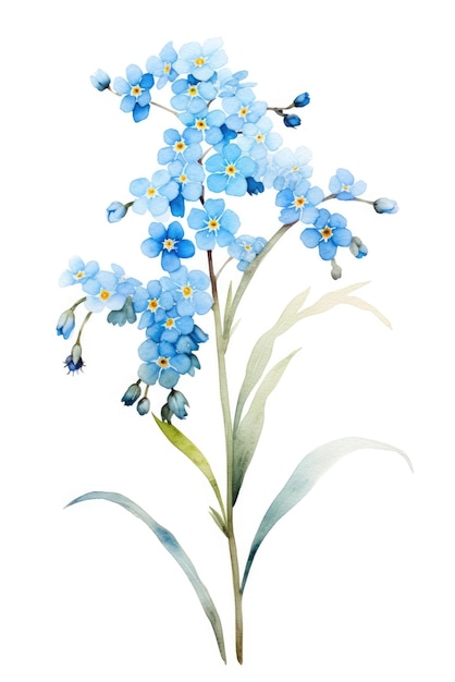 Forgetmenot brindille tons bleus pastel technique aquarelle