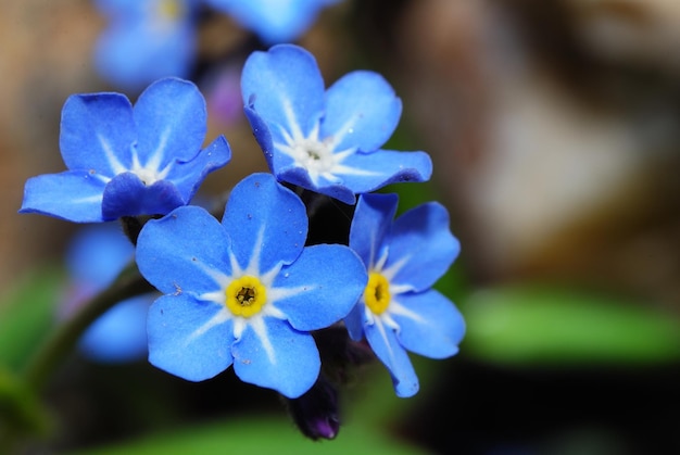 Forgetmenot fleur vue magnifique