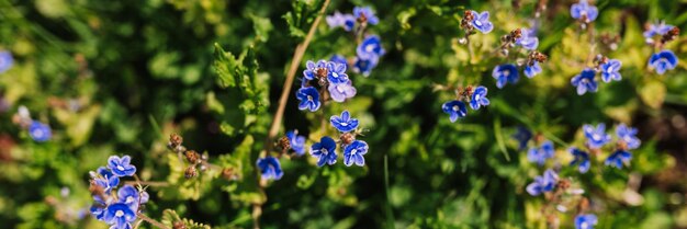 Forgetmenot myosotis sylvatica fleurit d'abord bleu vif fleurissant de petites fleurs sauvages en pleine floraison dans le jardin ou le champ horticulture sauvage ferme printemps sombre authenticité paysage bannière