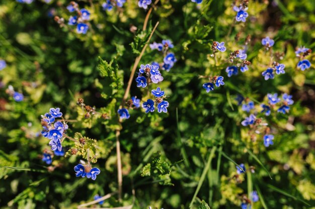 Forgetmenot myosotis sylvatica fleurit d'abord bleu vif en fleurs petites fleurs sauvages en pleine floraison dans le jardin ou le champ horticulture sauvage homesteading printemps sombre paysage d'authenticité