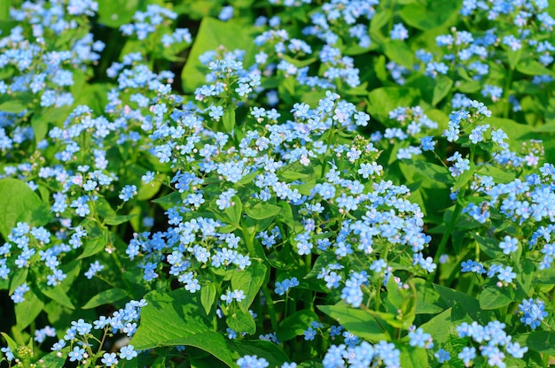 Forgetmenot tendres fleurs qui fleurissent au printemps