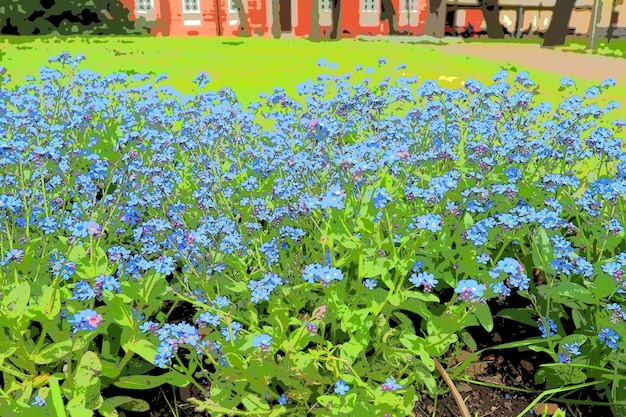 Forgetmenots Myosotis plantes bleues à fleurs de la famille des Boraginacées Forgetmenots ou graminées scorpions Myosotis alpestris petites fleurs pour la décoration des pelouses et des parterres de fleurs Aménagement de jardin