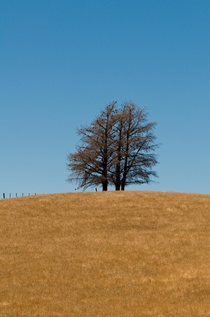 Photo formation d'arbres sur une colline de veldt