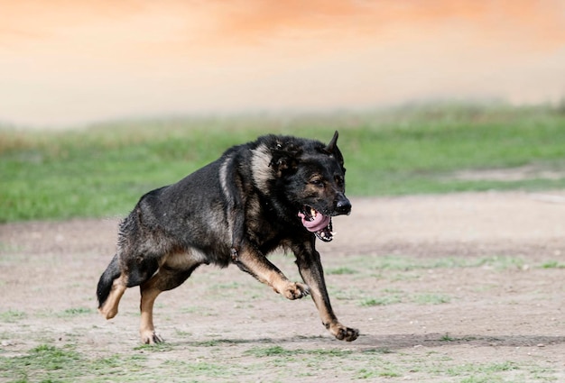 Formation de berger allemand