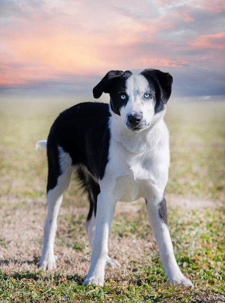 Formation de border collie