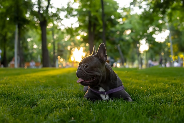 Formation d'un bouledogue français pur-sang qui se trouve maintenant dans le parc sous le coucher du soleil